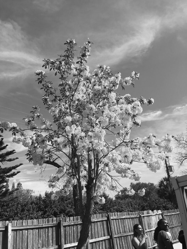 Imagery representing Samiyah Ali's community leadership and connection